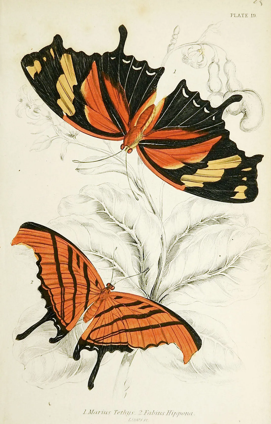 Butterfly Engraving by William Lizars - A Pair