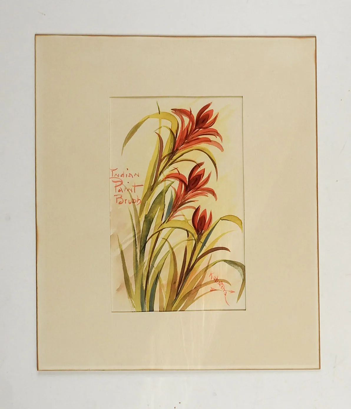 Indian Paint Brush Watercolor
