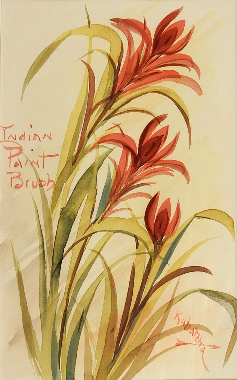 Indian Paint Brush Watercolor