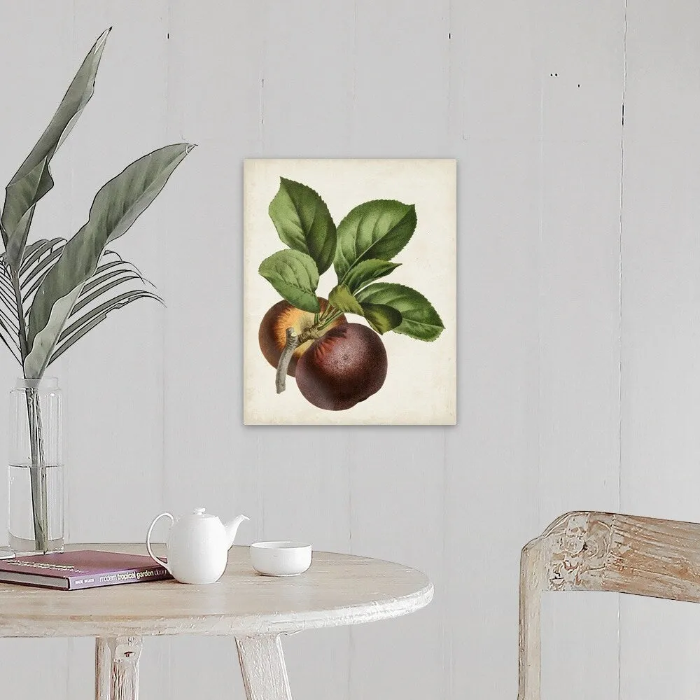 "Antique Fruit IX" Canvas Wall Art
