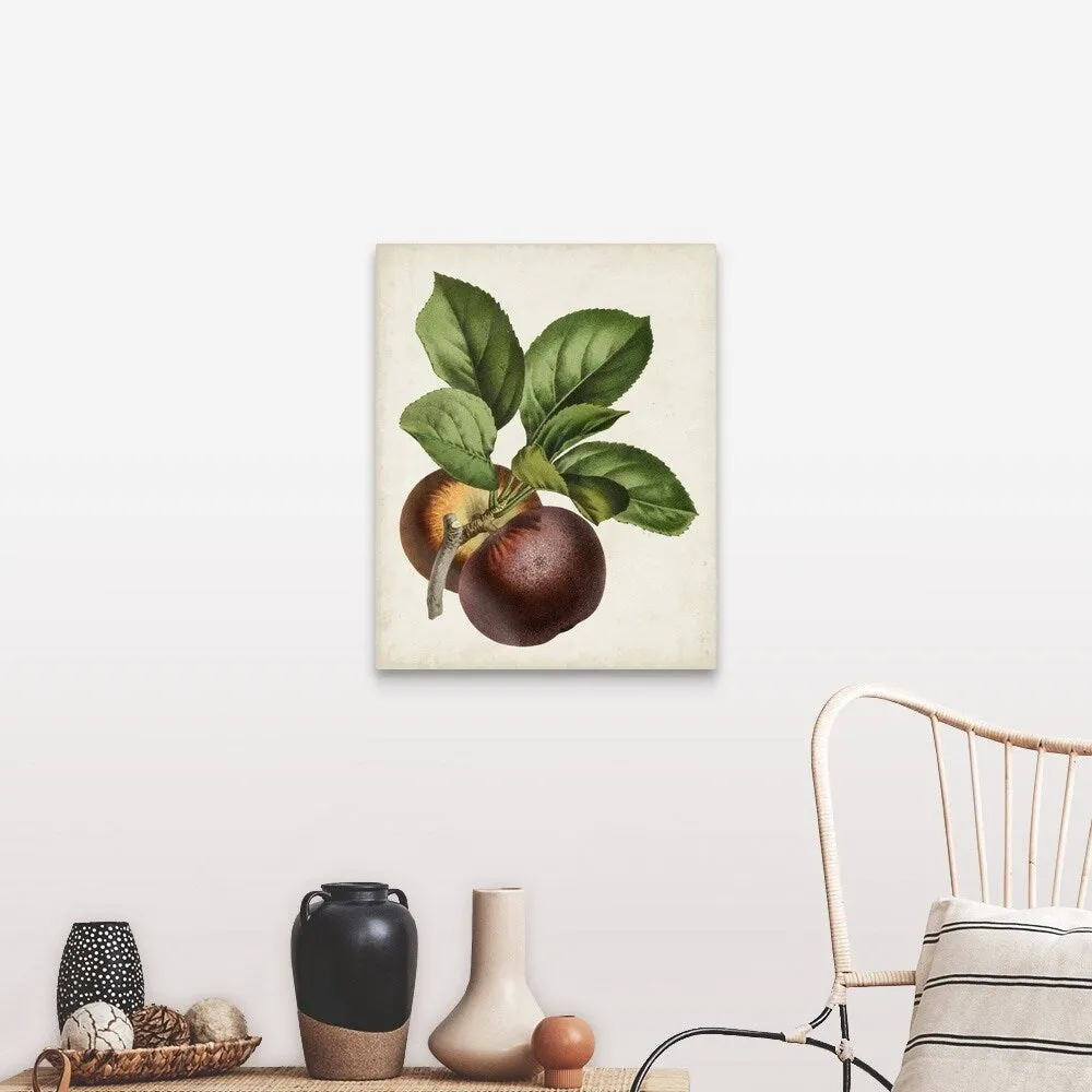 "Antique Fruit IX" Canvas Wall Art