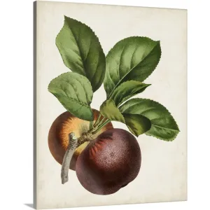 "Antique Fruit IX" Canvas Wall Art